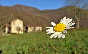 Monte Zucco (1232 m) ad anello in solitaria sui sentieri di casa (Zogno-300 m) 18nov闂????20 - FOTOGALLERY